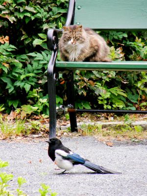 Pie narguant un chat