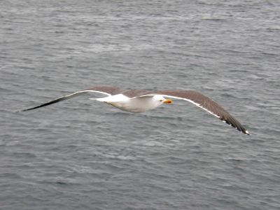 Mouette