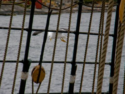 Trois-mâts Statsraad Lehmkuhl, Haubans et mouette
