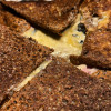 Crêpe de blé noir jambon - fromage, août 2022